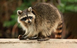 Waschbär