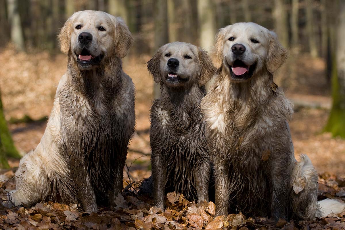 apportierhunde golden-retriever