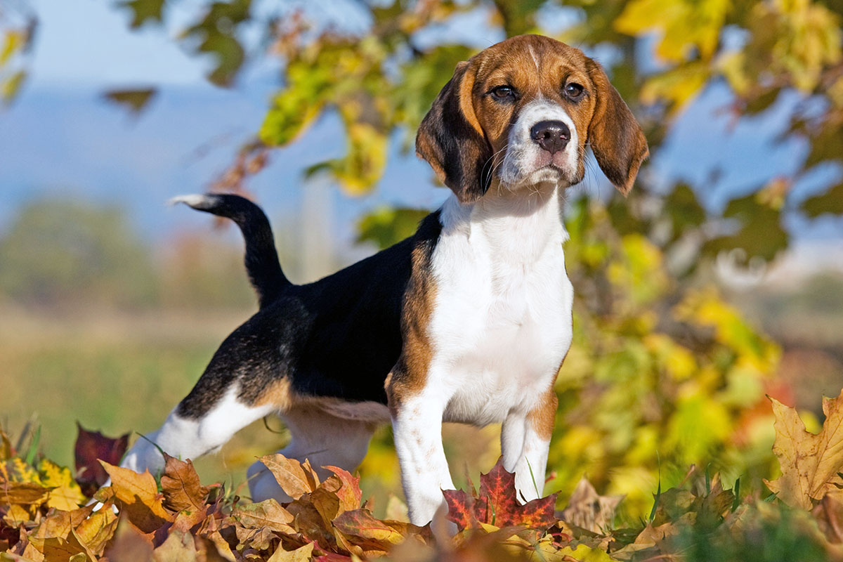 Bracken Beagle