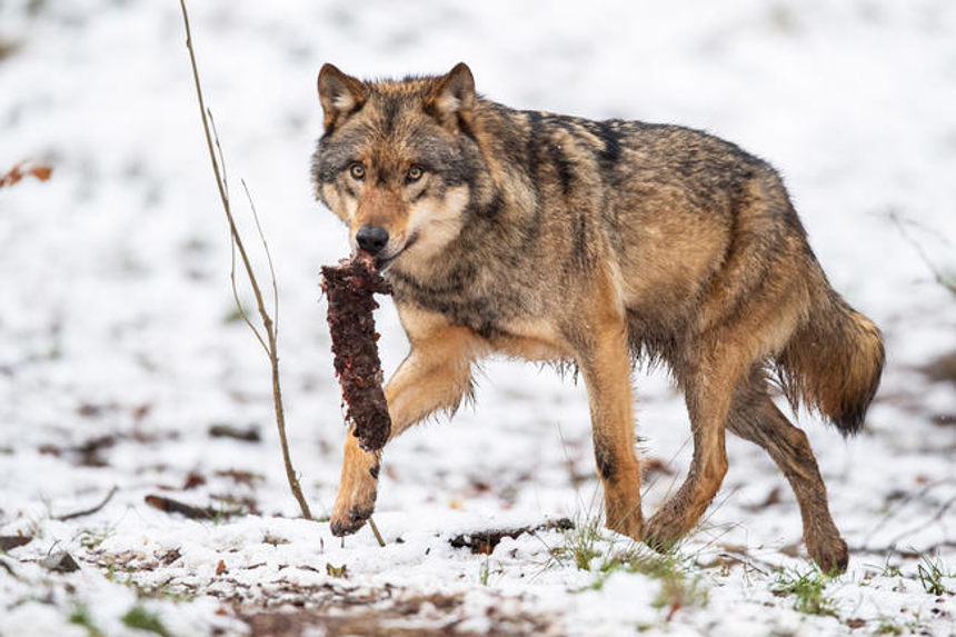 Antrag abgelehnt: Der Wolf wird nicht in den Katalog der jagdbaren Arten aufgenommen. Quelle: Rolfes/DJV