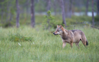Nach Revision: Freispruch für Wolfsschützen. Quelle: Rolfes/DJV