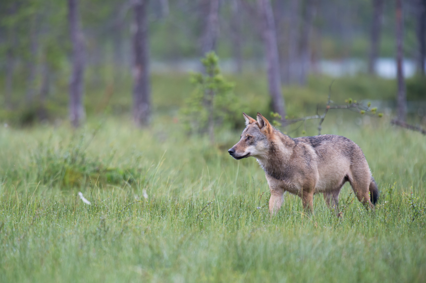 Nach Revision: Freispruch für Wolfsschützen. Quelle: Rolfes/DJV