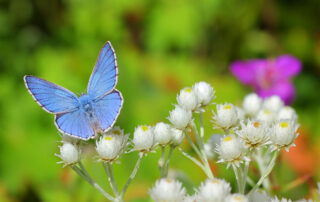 Schmetterling auf Blumenwiese 2023-sachsen-blueht-02