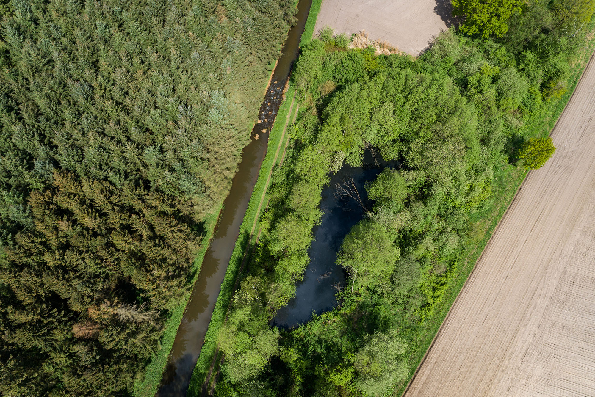 Luftbild von einem Wald und einem Fluss