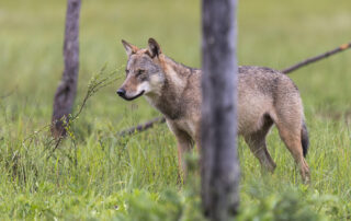 Das AFN fordert die Bundespolitik auf, rechtliche Änderungen vorzunehmen, um zu einem aktiven Wolfsmanagement zu kommen. Quelle: Rolfes/DJV