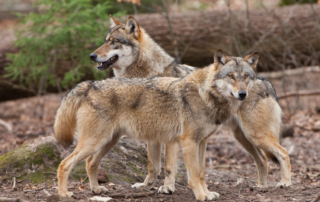Guter Erhaltungszustand des Wolfes in Deutschland ist erreicht. Quelle: Rolfes/DJV