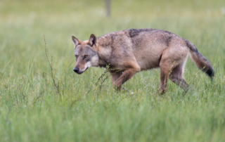 AFN fordert Ministerpräsidenten auf, den Druck auf die Bundesregierung für ein effektives Wolfsmanagement zu erhöhen. Quelle: Rolfes/DJV