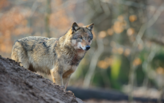 DJV sieht neue Regelungen für verhaltensauffällige Wölfe als wenig praxistauglich. Quelle: Rolfes/DJV