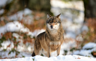 Verbände fordern: Weidetierhaltung muss klare Priorität vor Wolf haben. Quelle: Bernhardt/DJV