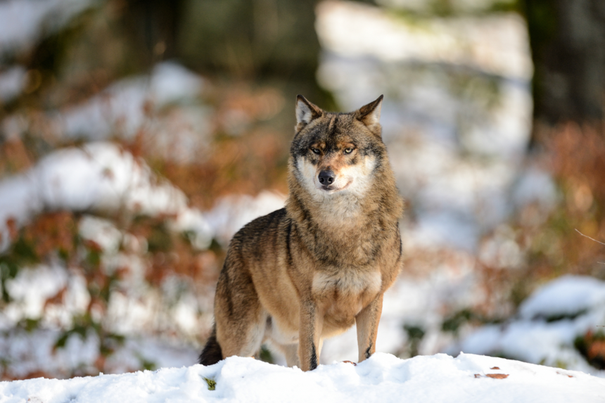 Verbände fordern: Weidetierhaltung muss klare Priorität vor Wolf haben. Quelle: Bernhardt/DJV