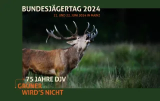 ein Hirsch röhrt auf einer Wiese