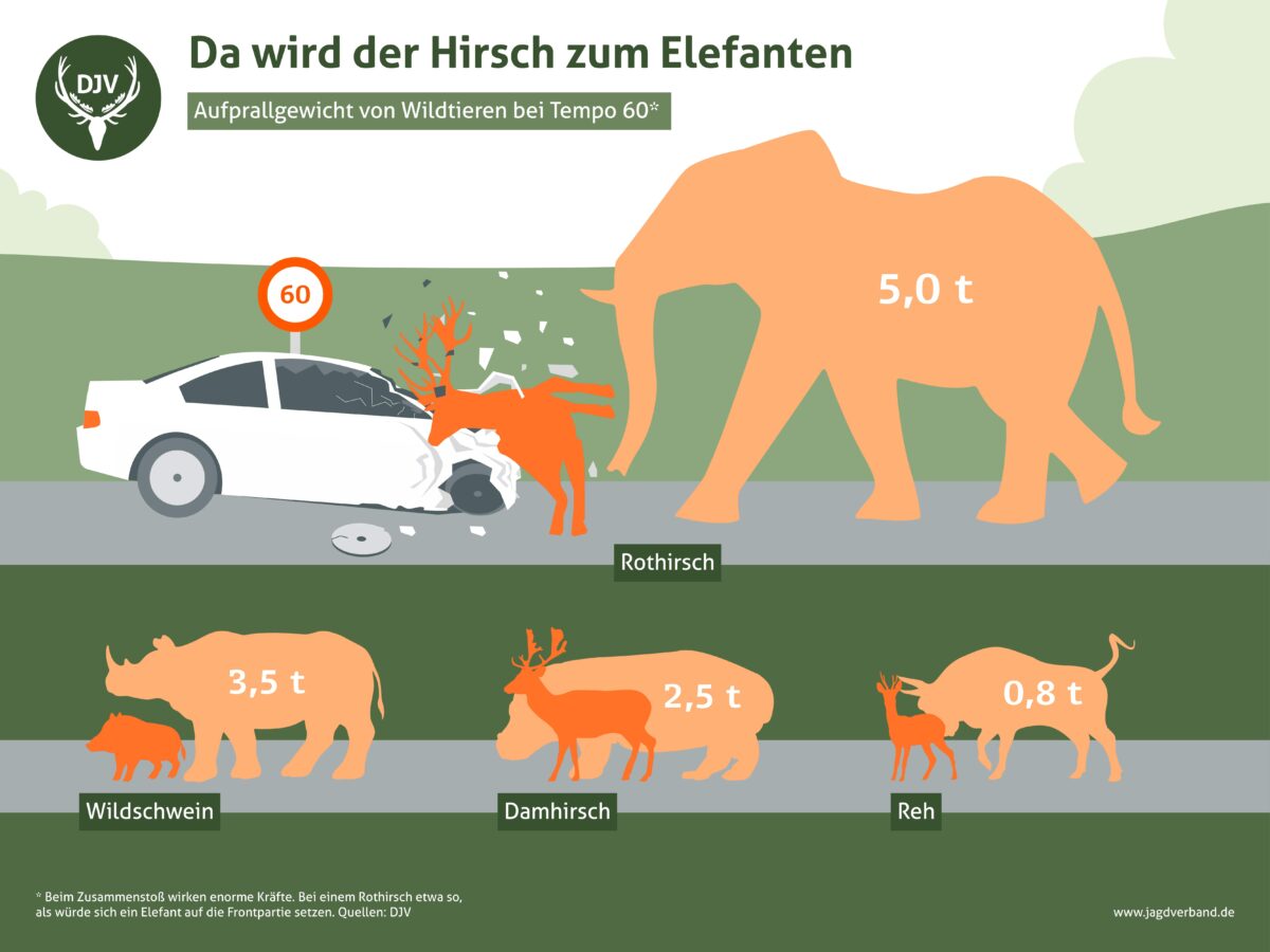 Bei einem Zusammenstoß mit einem Wildschwein bei 60 Kilometern pro Stunde wirken Kräfte, als würde sich ein dreieinhalb Tonnen schweres Nashorn unsanft auf die Motorhaube setzen.

Quelle: DJV